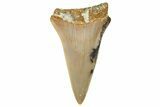 Fossil White Shark Tooth - Dakhla, Morocco #365246-1